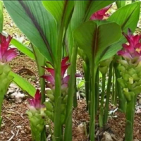 1. Curcuma Zedoaria Rhizoma