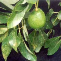 11. Fersease Foilum
