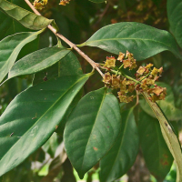 12. Syzyglum Folium
