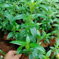 13. Andrographidis Herba