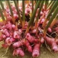 15. Alpinia Purpurata Rhizoma