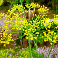 16. Foeniculum vulgare fructus