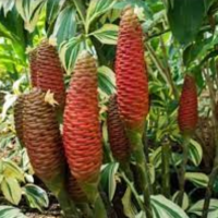 20. Zingiber Aromaticum Rhizoma
