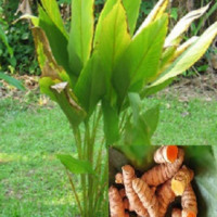 21. Curcuma Domestica