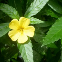 22. Sida Rombifolia Folium