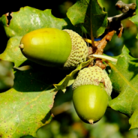 24. Quercus infectoria