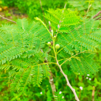 26. Leucaena leucocephala