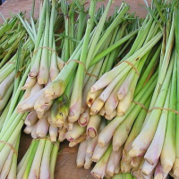 27. Cymbopogon citratus