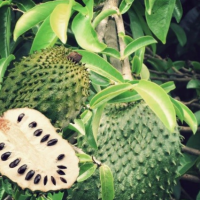 28. Annona muricata