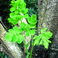 29. Moringa oleifera
