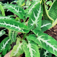 3. Typhonium Flagelliforme