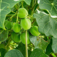 30. Ricinus communis