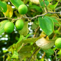 31. Ziziphus mauritiana
