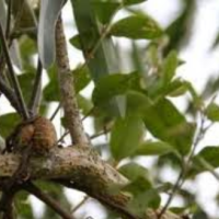 5. Scurrula Atropurpurea