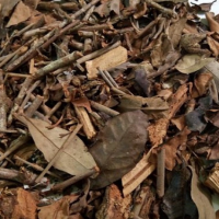 6. Scurrula Atropurpurea
