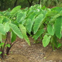 7. Satoimo Colocasia Esculenta