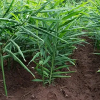 9. Zingiberis Officinale Rhizoma